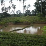 Majayjay Farm lot