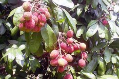 Ripe Lychee Fruits