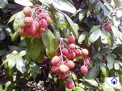 Ripe Lychee Fruits