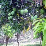 Mango Trees