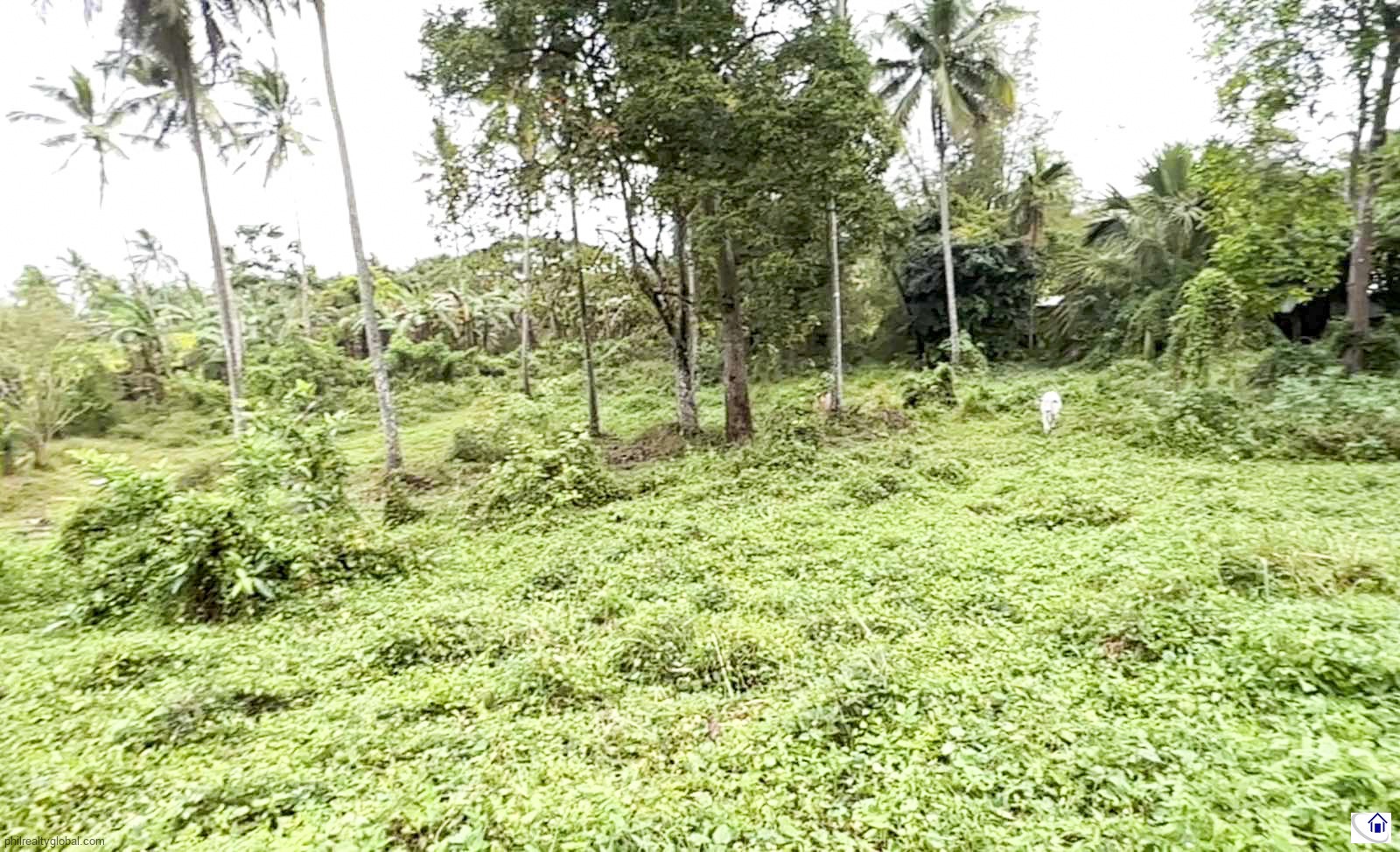 Farm land in Silang Cavite