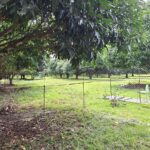San Juan Batangas Mango Farm - 1